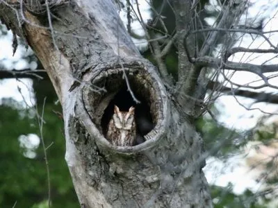 Eastern Screech Owl In Apple Tree On LDEO Campus Timothy Trimble 1200x800 400x300.jpg