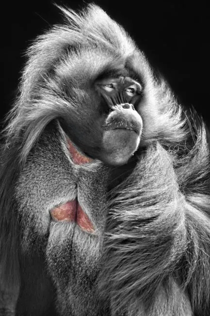 Male gelada, Bronx Zoo, 2016 (Jenna Lawrence, Climate School)