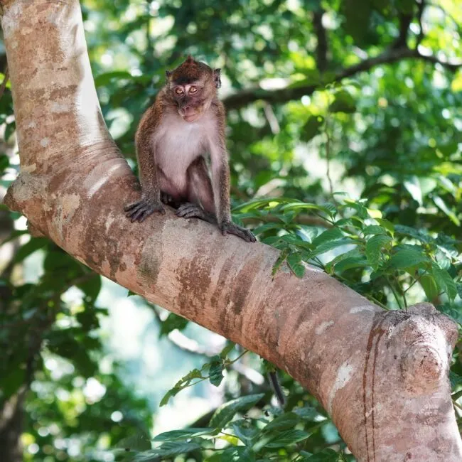 Juvenile Philippine long-tailed macaque, Quezon National Forest Park (Jenna Lawrence, Climate School)