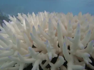 Bleached Coral 400x300.jpeg