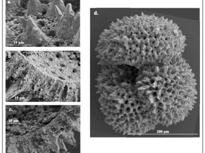 Forams 400x300.jpg