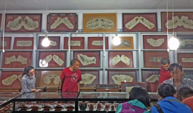People shopping for fossils in a store. 