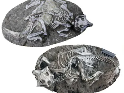 Olsen Psittacosaurus 400x300.jpg