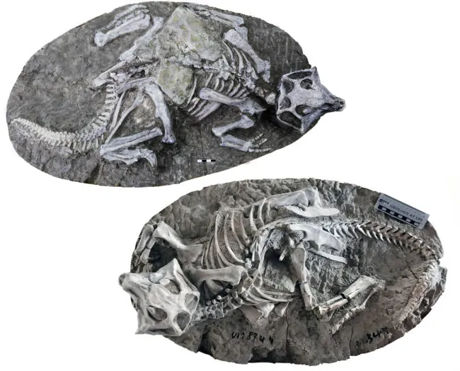 Skeleton of small dinosaur