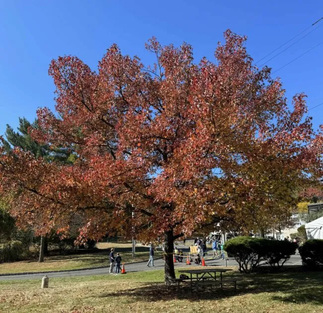 A tree with beautiful red and orange foliage