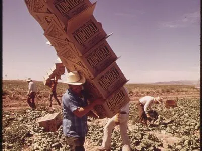 IN LETTUCE FIELDS ALONG THE COLORADO RIVER MEXICAN FARM WORKER CARRIES BOXES TO FIELD PICKERS   NARA   549084 400x300.jpg