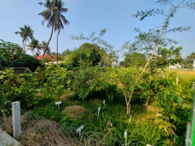 small forest with palm trees in background
