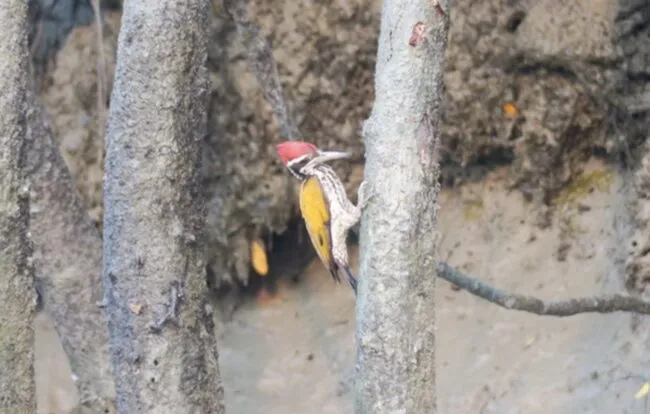 3.5Woodpecker 1 650x414.jpg