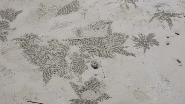 3.9CrabSpirals 650x366.jpeg