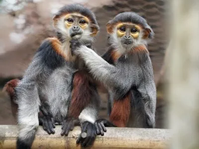 JennaLawrence Douc Langurs Jenna Mara Lawrence 400x300.jpeg