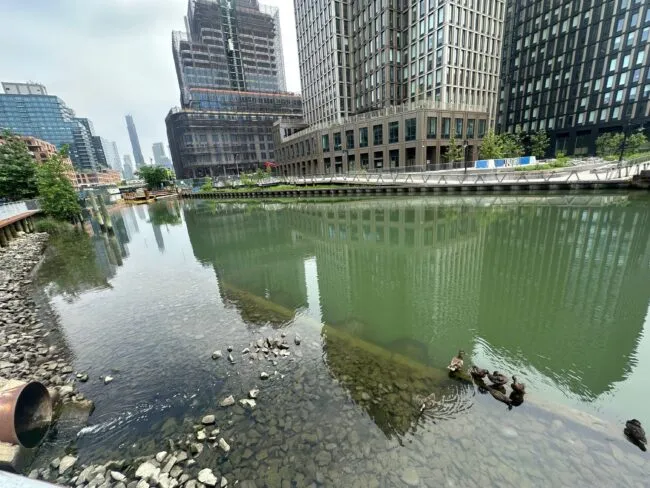 Photo of a green sludgy canal dotted with luxury buildings