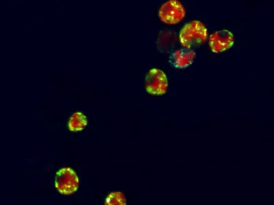 Microbes Sonya Dyhrman QA 400x300.jpeg