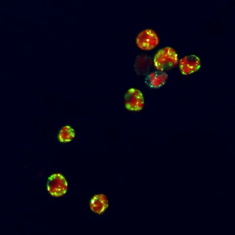 An image of red and green spots on a black background.
