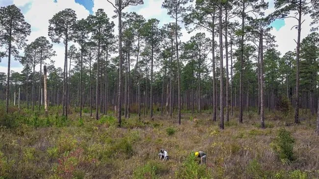 Longleaf pine