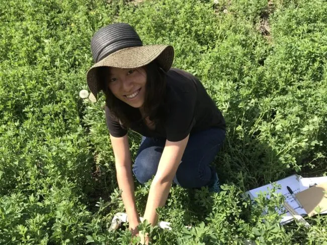 Yushu Xia collecting cover crop biomass samples in an organic field in Illinois