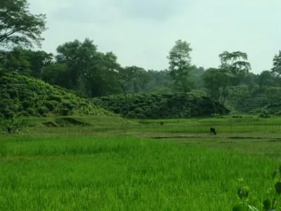 1.3rice Tea 400x300.jpeg