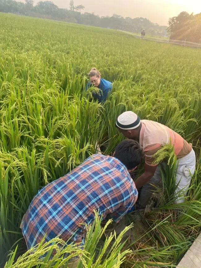 The team takes measurements in a rice field 