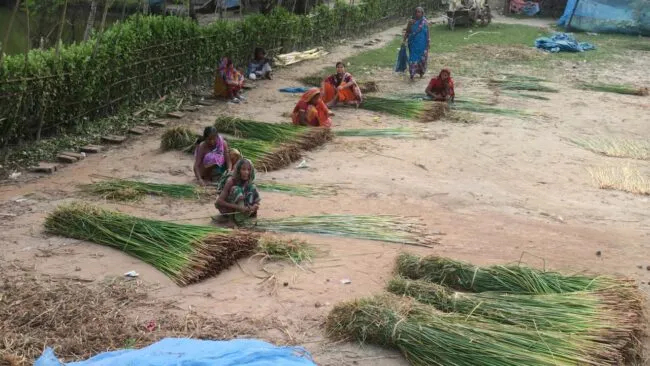 Women harvesting jute in a field
