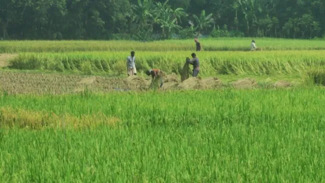 Farmers harvesting rice by hand in a field
