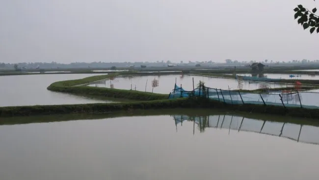 Flooded fields