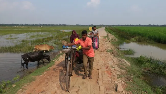 Crossing a difficult road with a rickshaw van