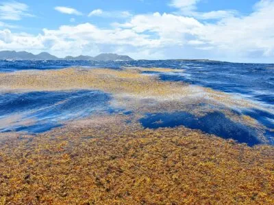 1024px Sargasses Au Large De Tintamare  RNN De Saint Martin 400x300.jpg