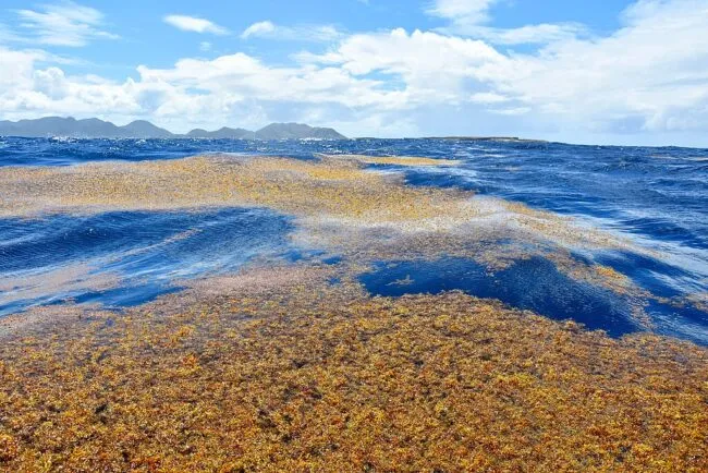 Large patches of brown Sargassum adrift in bright blue ocean waters, near the island of Saint Martin