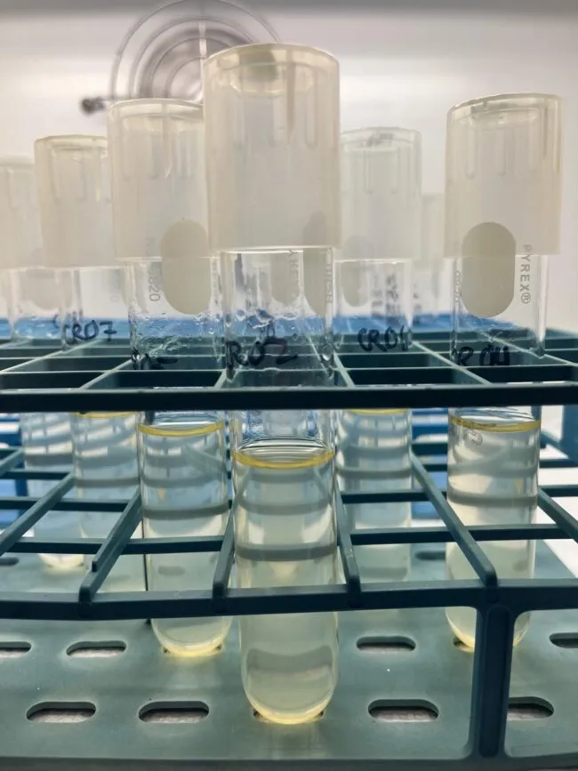 Test tubes filled with a yellowish liquid in a lab at Lamont 