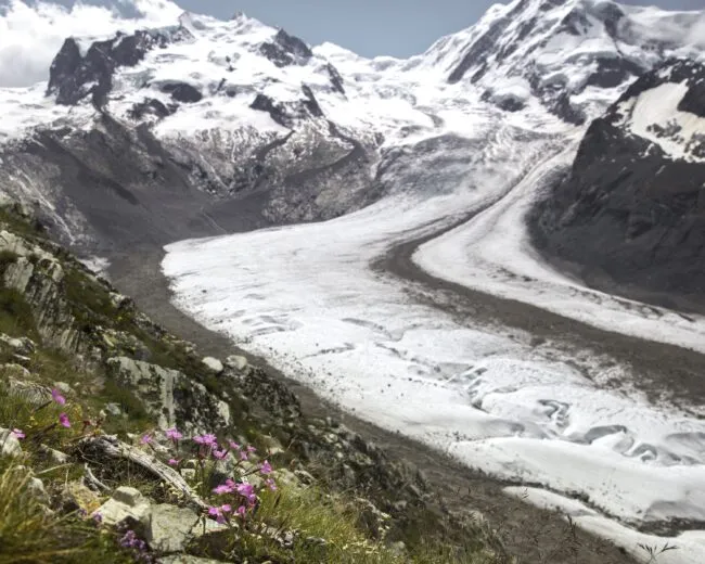 Wood pinks atop a steep precipice overlooking the Gorner Glacier in the Swiss Alps