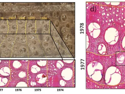 Woodanatomy 400x300.jpg