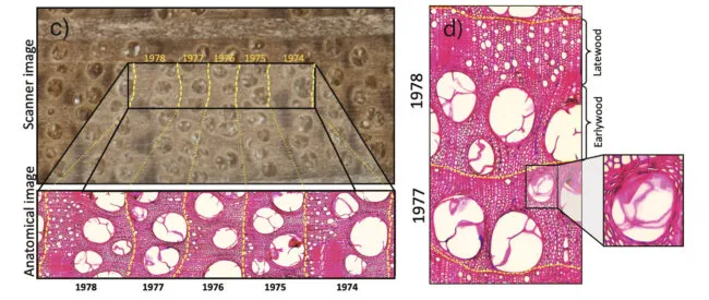 Woodanatomy 650x275.jpg