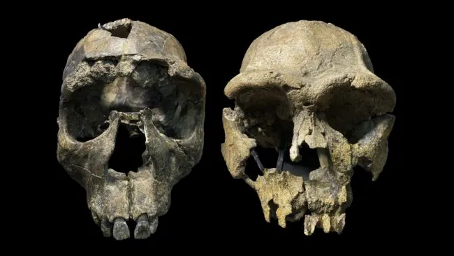 2 Homo erectus crania against a black background