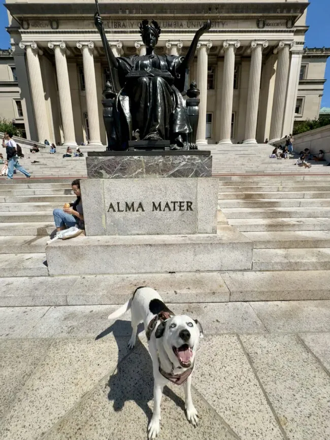 Cornelius the dog in front of Alma Mater, Low Library. (Amara Leazer, Climate School &amp; GSAPP)