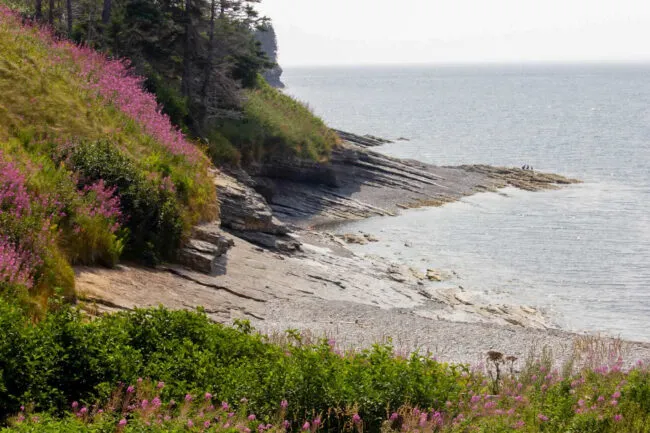 Wildflowers on cliffs of Gaspé Peninsula, Canada. (Miriam Cinquegrana, LDEO)
