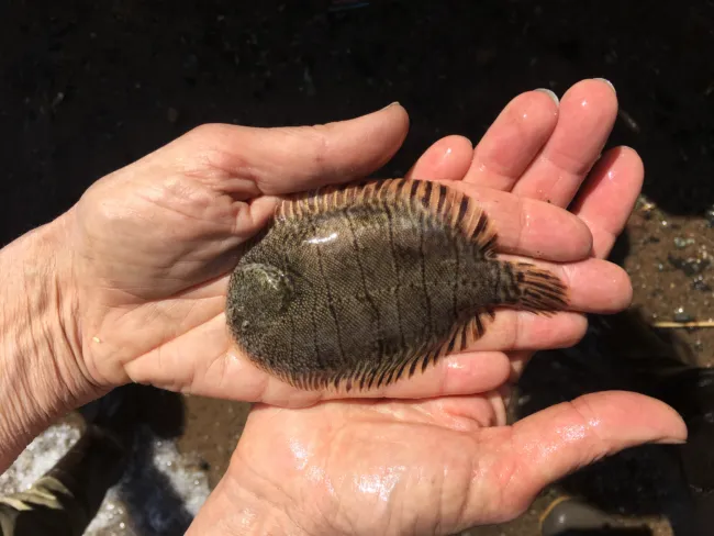 Two hands holding a hogchoker fish