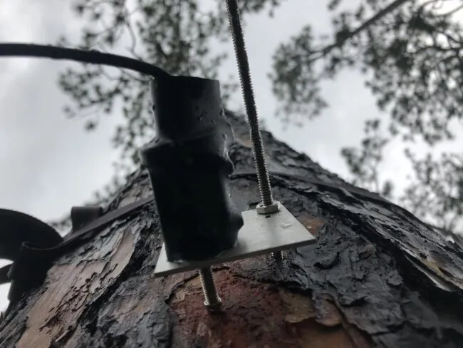 A point dedrometer tool in a tree