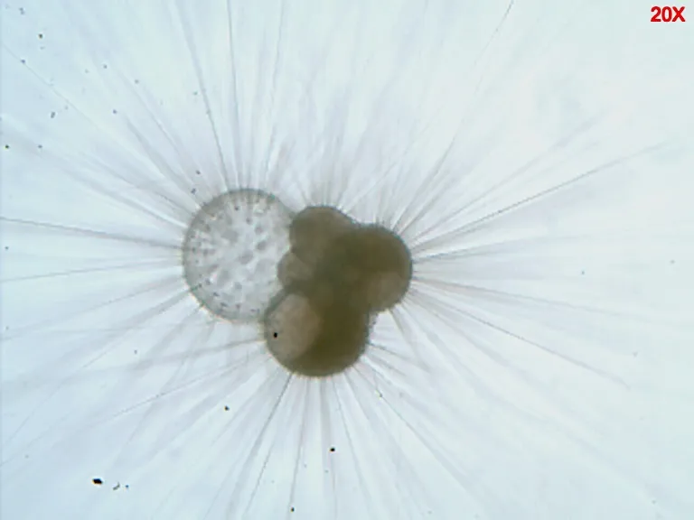 Globigerina bulloides. Photo by Bärbel Hönisch.