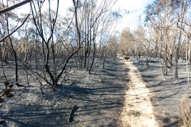 Scorched earth and blackened tree trunks caused by a large bush fire in the southern Sydney suburb of Barden Ridge.