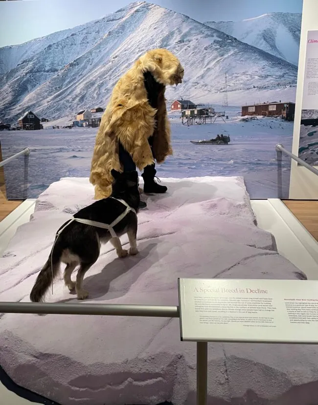 Museum exhibit of a Greenland sled dog and a person in fur clothing against a snowy Arctic village backdrop
