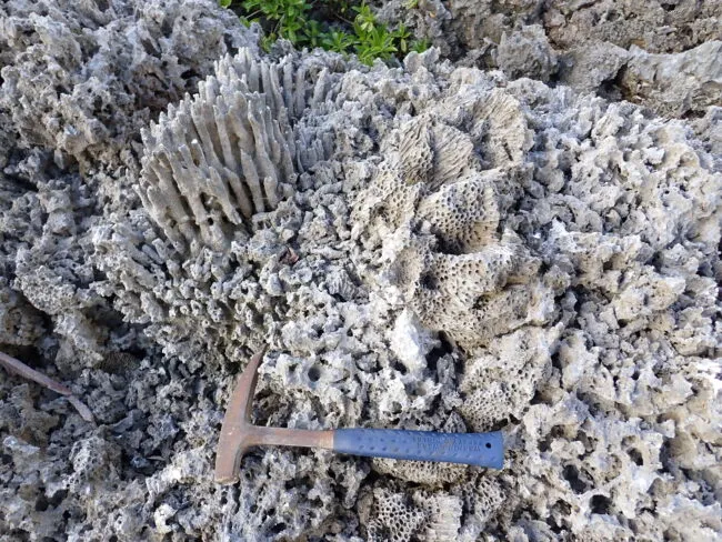 Porous coral rock with branching formations, shown alongside a geology hammer for scale