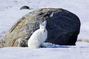 arctic hare 300x199.jpg