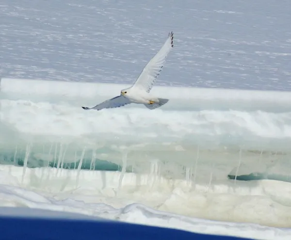 gyrfalcon 600x495.jpg