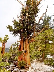 Bristlecone pines, such as this over 1,000-year-old tree in the Great Basin National Park, contributed to the tree ring record on El Niño. Photo: Gisela Speidel, IPRC