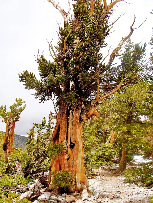 tree rings open door on 1100 years of el nino