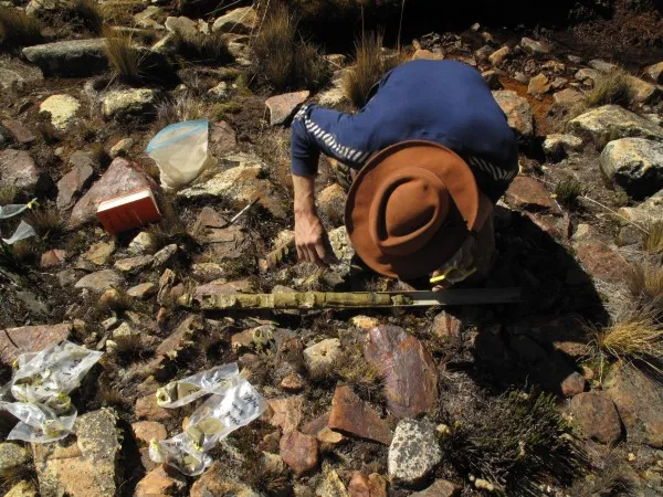 Sampling a sediment core for radiocarbon samples 600x450.jpg