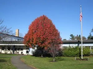 tree 300x225.jpg