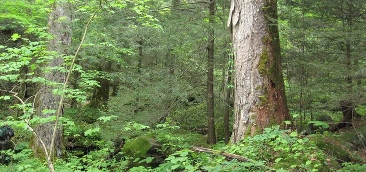 the good ol forest growth curve update