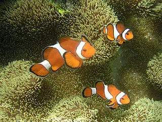 ocean acidification geologic record adds new warning