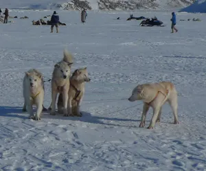 Greenland sled dogs