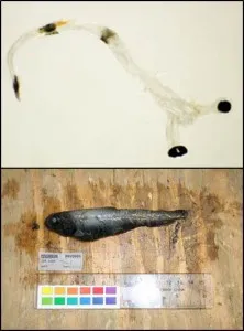 BathylagusPacificus 222x300.jpg